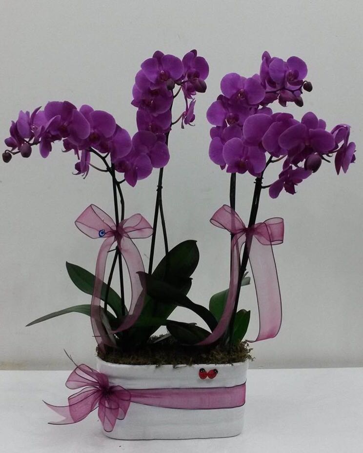 4 Kkl Mor Orkide