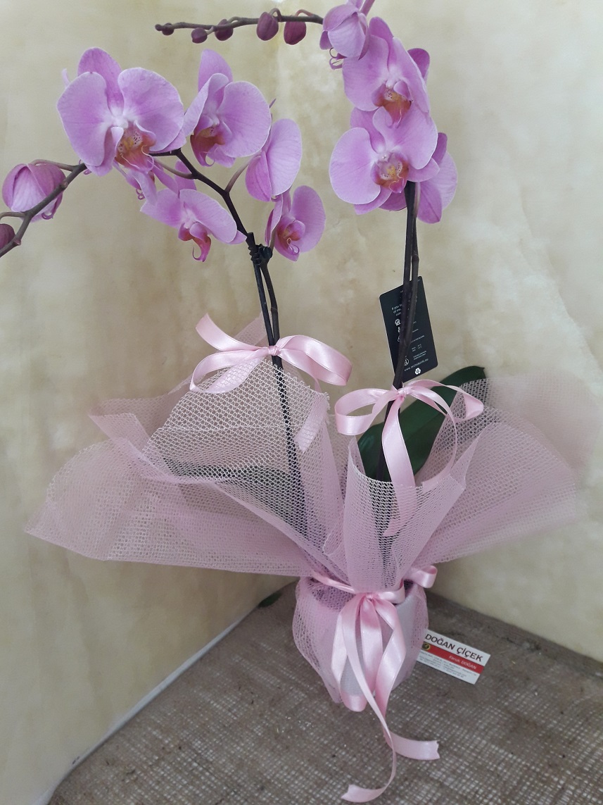 iftli Pembe Orkide