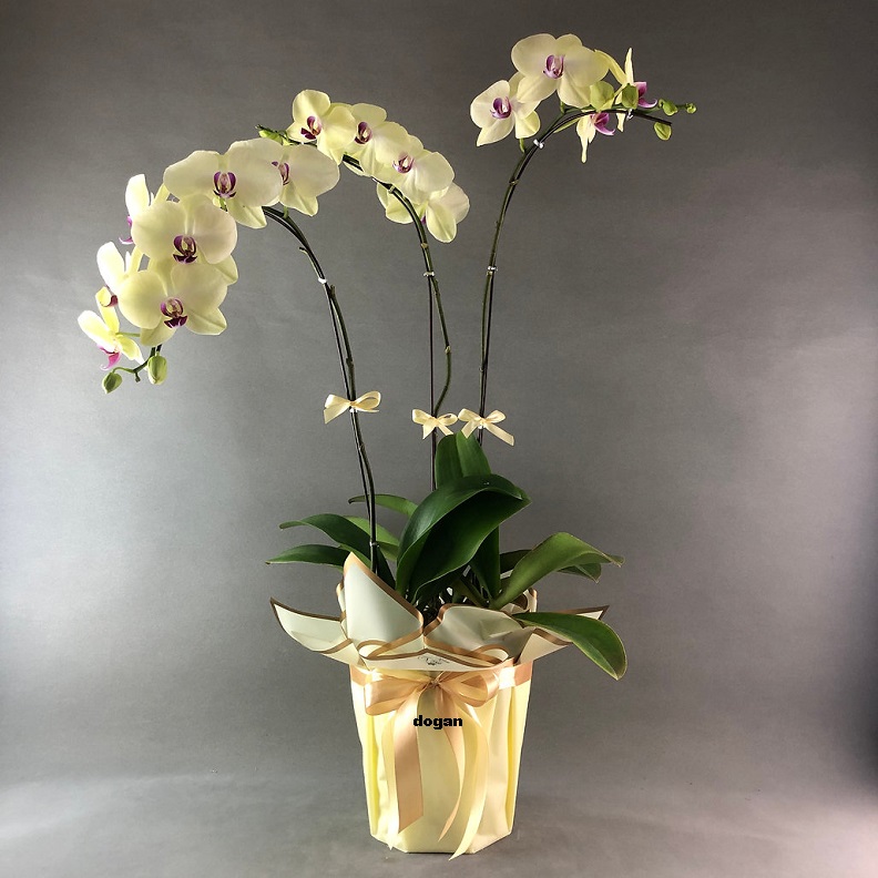 Esenyurt Orkide Gnder