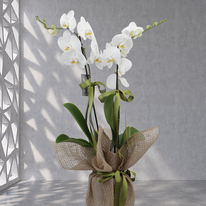 Beyaz Zarif Orkide