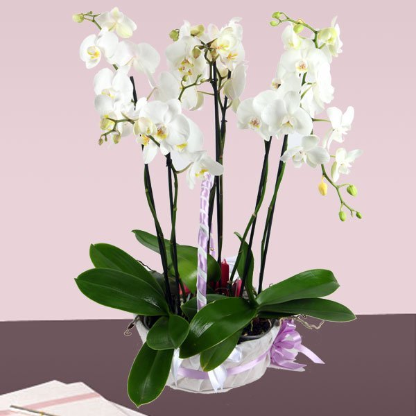 6-dalli-orkide