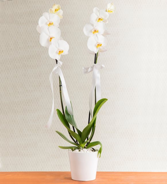 beyaz-orkide
